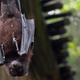Illustration for article titled Bats might have flown their way into healthier, longer lives